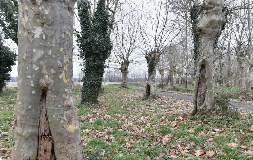 Platane présentant des signes de chancre
