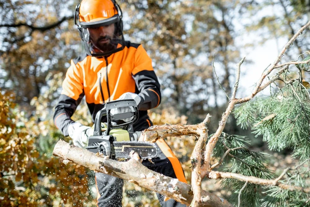 Élagage